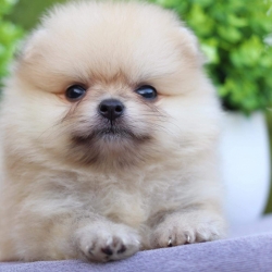 ปอมเมอเรเนียน เพศผู้