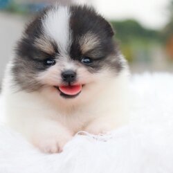 ปอมเมอเรเนียน เพศเมียแฟนซี