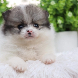 ปอมเมอเรเนียน เพศผู้