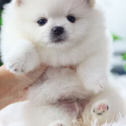 ปอมเมอเรเนียน เพศเมียสีขาวครีม