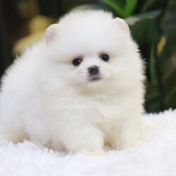 ปอมเมอเรเนียน เพศผู้ ขาวครีม