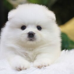 ปอมเมอเรเนียน เพศผู้ สีขาวครีม