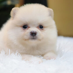 ปอมเมอเรเนียน เพศเมียสีขาวครีม