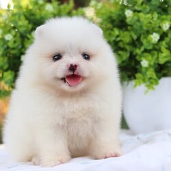 ปอมเมอเรเนียน เพศเมีย