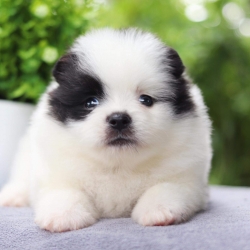 ปอมเมอเรเนียน เพศผู้