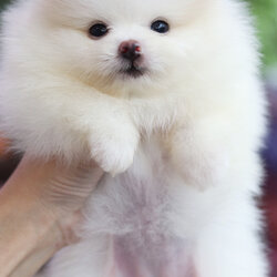 ปอมเมอเรเนียน เพศเมีย สีขาวครีม