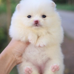 ปอมเมเรเนียนสีขาว เพศเมีย