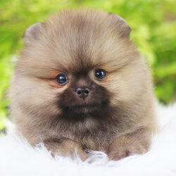 ปอมเมอเรเนียน เพศผู้ สีส้ม