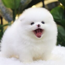 ปอมเมอเรเนียน เพศผู้ สีขาวเกรดโชว์