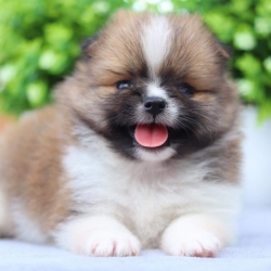 ปอมเมอเรเนียน เพศเมีย