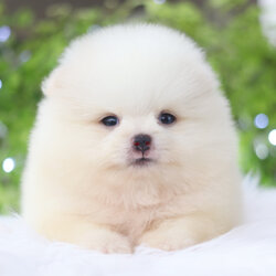 ปอมเมอเรเนียน เพศผู้ขาวครีม