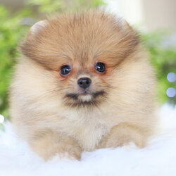 ปอมเมอเรเนียน เพศเมียสีส้ม