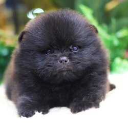 ปอมเมอเรเนียน เพศผู้ สีดำ