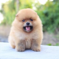 ปอมเมอเรเนียน เพศผู้สีส้ม