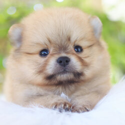 ปอมเมอเรเนียน เพศผู้สีส้ม