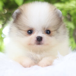 ปอมเมอเรเนียน เพศเมียสีแฟนซี เกรดโชว์