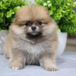 ปอมเมอเรเนียน เพศผู้