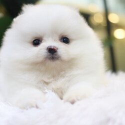 ปอมเมอเรเนียน เพศเมีย สีขาวครีม