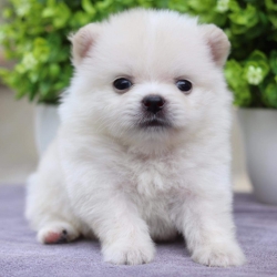 ปอมเมอเรเนียน เพศผู้