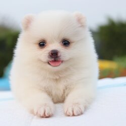 ปอมเมอเรเนียน เพศเมียสีขาว