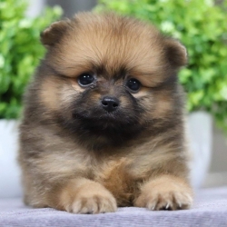 ปอมเมอเรเนียน เพศผู้