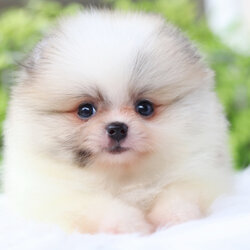 ปอมเมอเรเนียน เพศเมียสีแฟนซี