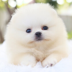 ปอมเมอเรเนียน เพศผู้สีขาวครีม