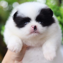 ปอมเมอเรเนียน เพศผู้