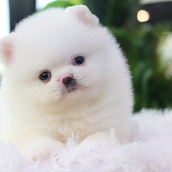 ปอมเมอเรเนียน เพศผู้ สีขาว