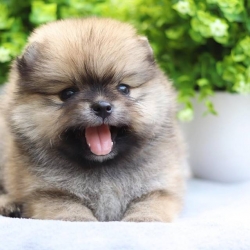 ปอมเมอเรเนียน เพศเมีย