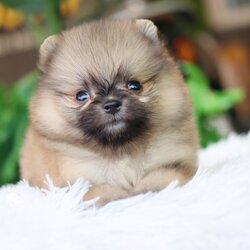 ปอมเมอเรเนียน เพศผู้ สีส้ม