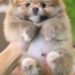 ปอมเมอเรเนียน เพศผู้ สีส้ม