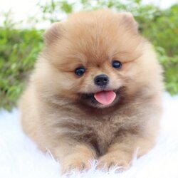 ปอมเมอเรเนียน เพศเมียสีส้ม