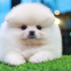 ปอมเมอเรเนียน เพศผู้สีขาวครีม