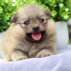 ปอมเมอเรเนียน เพศเมีย