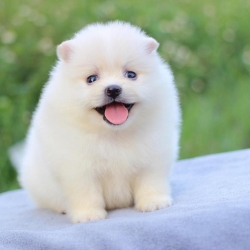 ปอมเมอเรเนียน เพศผู้สีขาว