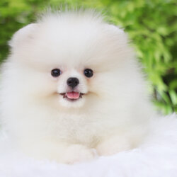 ปอมเมอเรเนียน เพศผู้สีแฟนซี