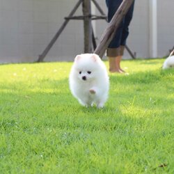 ปอมเมเรเนียน เพศเมีย