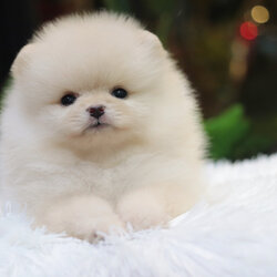 ปอมเมอเรเนียน เพศเมียสีขาวครีมไซส์เล็ก