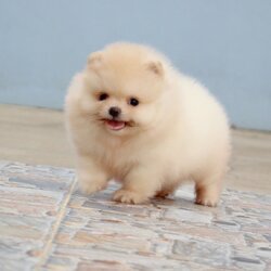 ปอมเมอเรเนียน เพศเมีย สีครีม เกรดโชว์