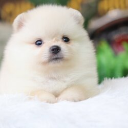 ปอมเมอเรเนียน เพศเมียขาวครีม