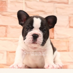 GALAXY FRENCHBULLDOG