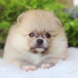 ปอมเมอเรเนียน เพศผู้สีส้ม