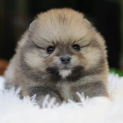 ปอมเมอเรเนียน เพศผู้ สีส้ม