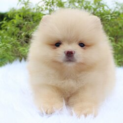 ปอมเมอเรเนียน เพศผู้ครีม