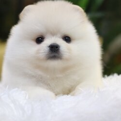 ปอมเมอเรเนียน เพศเมียสีขาวครีม