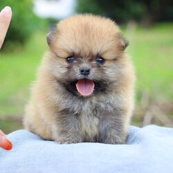 ปอมเมอเรเนียน เพศผู้ทีคัพ