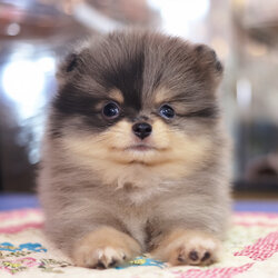 ปอมเมอเรเนียน เพศผู้ สีเมอร์เร่