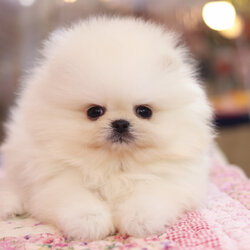 ปอมเมอเรเนียน เพศผู้สีขาวครีม เกรดโชว์