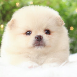 ปอมเมอเรเนียน เพศผู้สีครีม